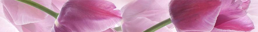 Плитка керамическая Cerrol Imperia Listwa Tulipany/Tulipa бордюр 6,5х50