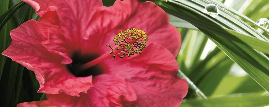 Плитка керамическая Cerrol Imperia Centro Hibiskus-1 декор 20х50