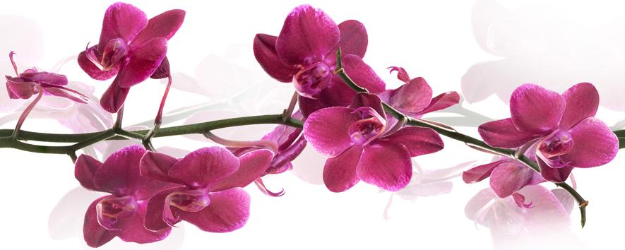 Плитка керамическая Cerrol Imperia Centro Orchis декор 20х50