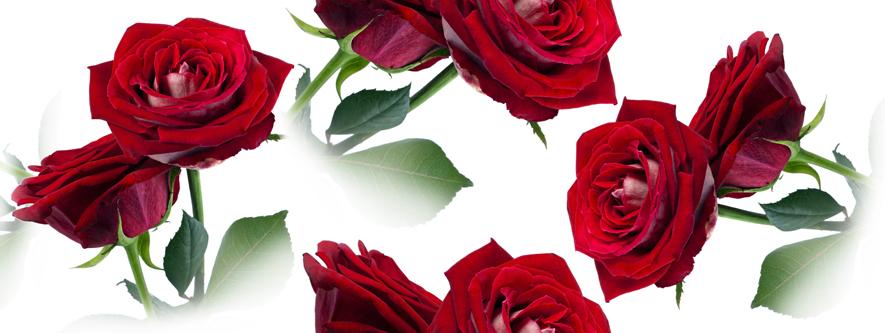 Плитка керамическая Cerrol Imperia Centro Rosarium-2 декор 20х50