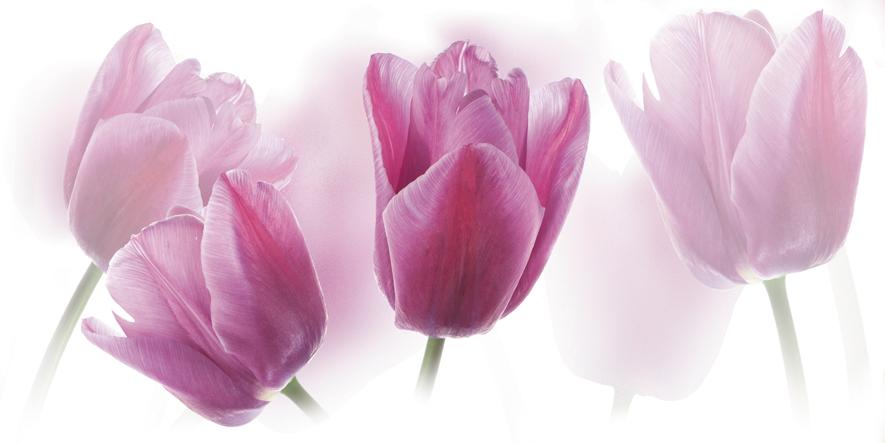 Плитка керамическая Cerrol Imperia Centro Tulipany/Tulipa декор 20х50