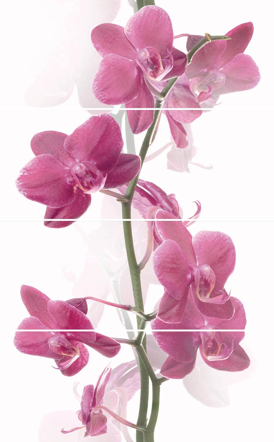 Плитка керамическая Cerrol Imperia Orchis (из 4шт) панно 50х80