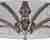 Подвесная люстра Maytoni Rive Leaf H425-PL-07-G Подвесная люстра Maytoni Rive Leaf H425-PL-07-G