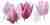 Плитка керамическая Cerrol Imperia Centro Tulipany/Tulipa декор 20х50