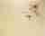 Керамогранит Kerama Marazzi Специи Sp400400N Имбирь напольная 20х20 Керамогранит Kerama Marazzi Специи Sp400400N Имбирь напольная 20х20